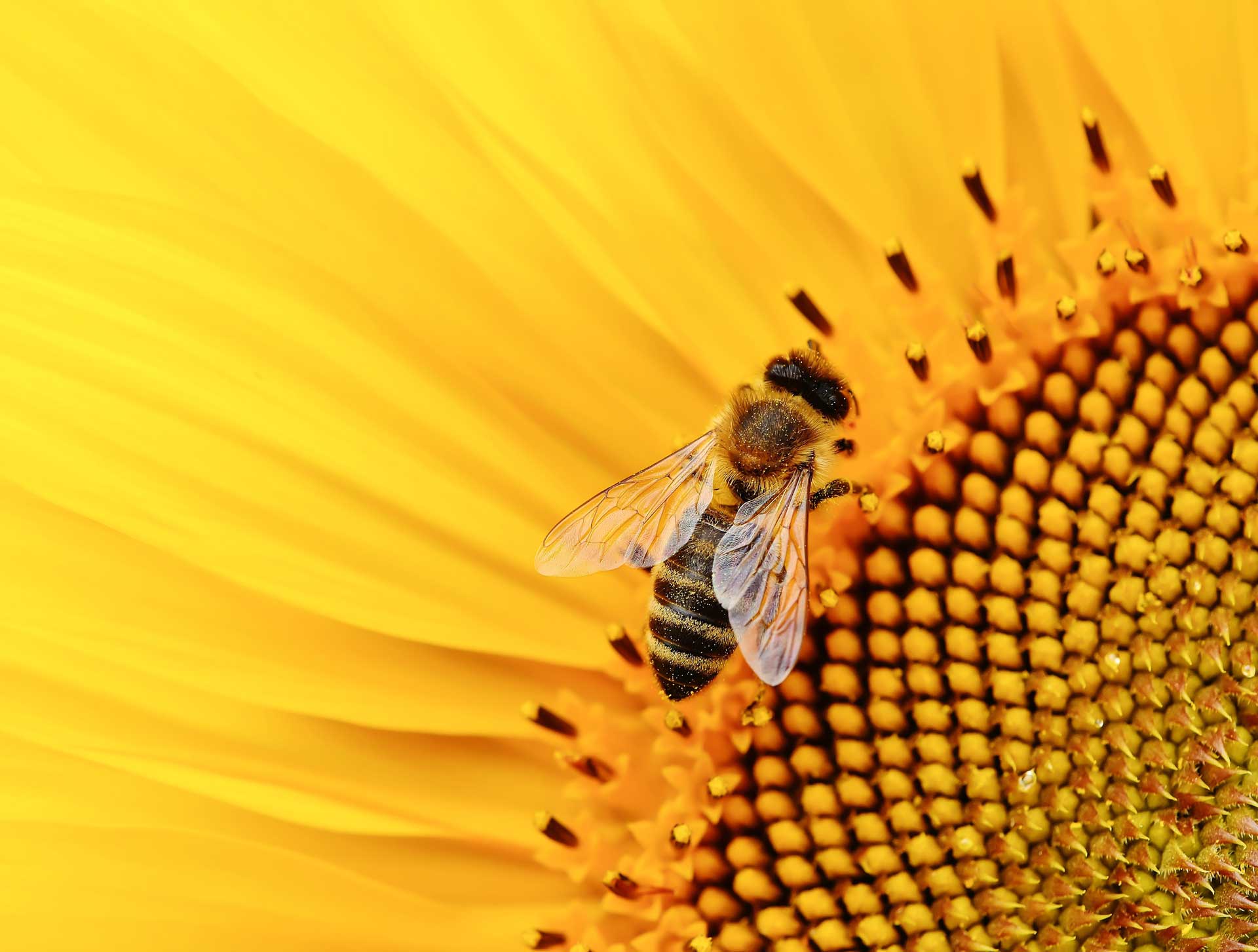 Biene auf einer Blüte
