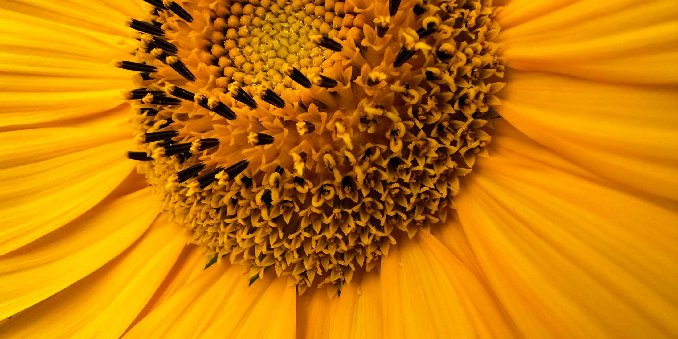 Platzhalterbild: eine Sonnenblume
